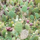 제주 월령리 선인장군락 이미지