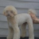 멍블리스 이미지