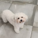 마시모헤어 이미지