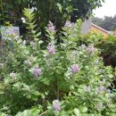 숨비기낭 이미지