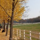 가을단풍여행, 원당목장-서삼릉-중남미박물관 이미지