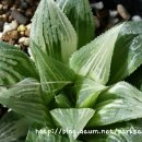 Haworthia magnifica hyb. var ?? 이미지