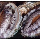 보길해그림펜션 이미지