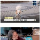 제주항공 사건으로 일가족을 잃은강아지 근황 이미지