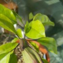 아젤리아 이미지