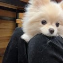 페로하임 이미지