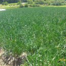 합천양파 이미지