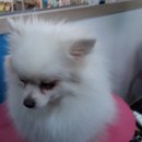 몽이네 애견샵 이미지