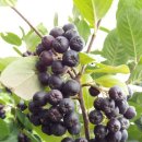 성애농장 이미지