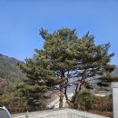 강원도/평창 여행 겨울에 더 매력적인 평창펜션 평창리버힐