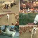 깜순이농장 이미지