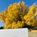 원주굽이길 18코스 반계리은행나무길 이미지