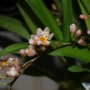 환타지아 이미지