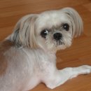 아지사랑 이미지