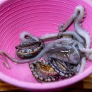 신안맛집 이미지