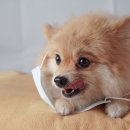 동물심장병원 진심 이미지