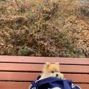김호두 - 관악구 대학길 46 | 김호두