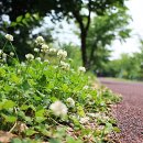 낙동강자전거길 이미지