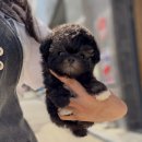 예쁜강아지 이미지