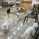 함께할개 사랑할개 이미지