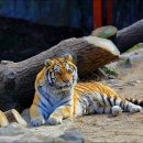 오-월드 이미지