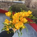 [2024. 상반기 퇴근학습길] 내 마음의 꽃 봄 | 생화꽃위탁판매 2년차 오후의꽃! 온라인꽃집1타 김윤화 위탁사업후기