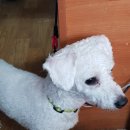 푸른가축병원 이미지