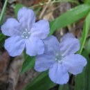 와일드페튜니아 [루엘리아 후밀리스 (Ruellia humilis)] 이미지