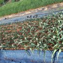 은혜농원 이미지