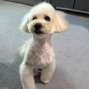 탱스땡스 이미지