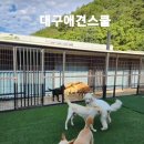 대구애견스쿨 이미지