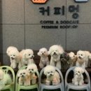 멍애견카페 이미지