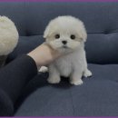 부산강아지분양 드림독 안심분양센터 부산점 이미지