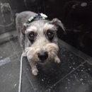 헬로펫 | 강아지 산책 필수템! 다이소 헬로마이펫 해충방지클립 솔직 후기