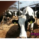 반딧불 목장 이미지