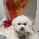 멍데이 살롱 이미지