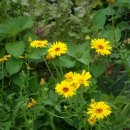 판교환경생태학습원 이미지