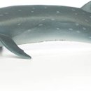 고래반점 이미지