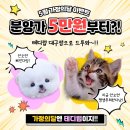 해피하개 애견샵 | 대구강아지분양 신중한 고민 끝에 결론내린 후기