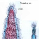 중생동물 (Mesozoa) 이미지