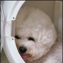 내 강아지 미용실 이미지