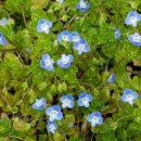 우리민들레약국 이미지