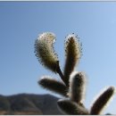 버들강아지 이미지