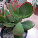 기쁨이네농장 이미지