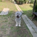 토토멍 애견풀빌라 이미지