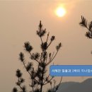 아잘리아그린 이미지