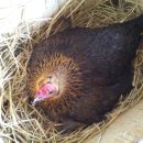 닭한마리닭발 이미지