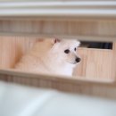 강아지집 이미지