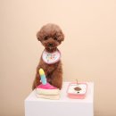 강아지잔칫집 이미지