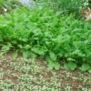 일광농장 이미지